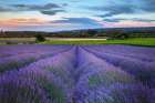 France-Provence-Salt-lavender field in full bloom Art Print
